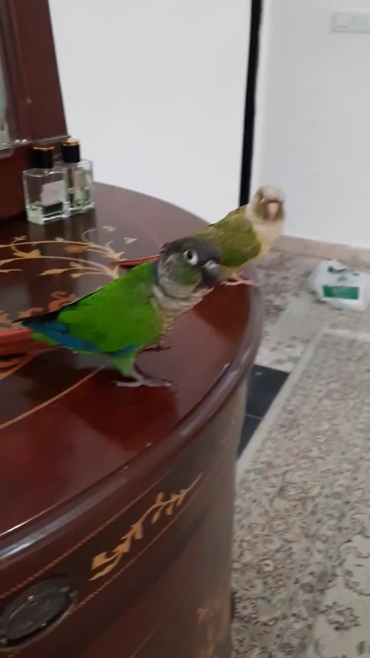 پرنده گرینچیک سخنگو|پرنده|آران و بیدگل, |دیوار