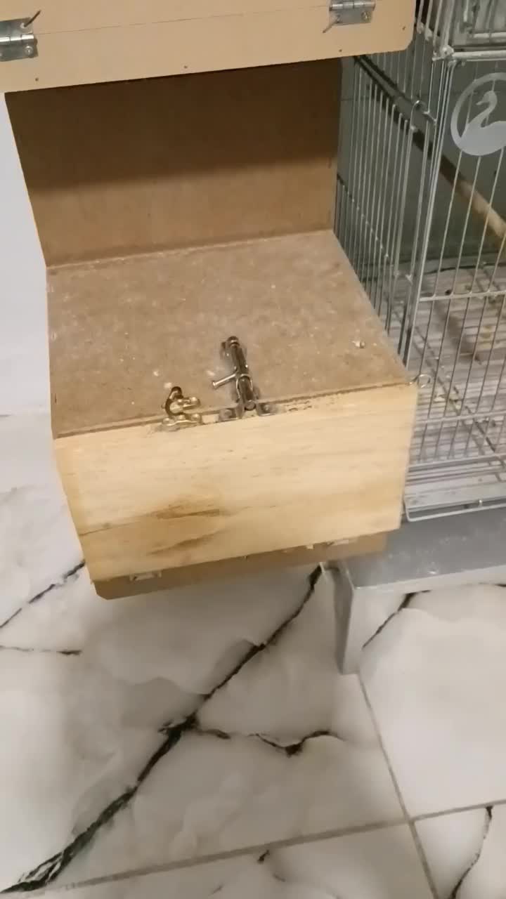 طوطی گیرینچیک آناناسی دبل رد مولد صد در صد|پرنده|اصفهان, فرودگاه شهید بهشتی|دیوار