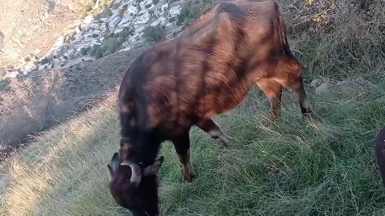 گاومیش شکم اول با گوساله ماده|حیوانات مزرعه|خدا آفرین, |دیوار