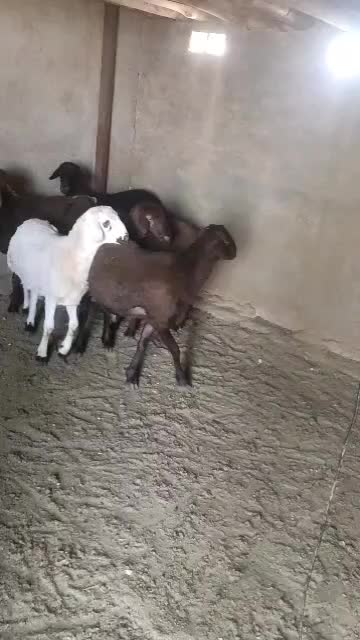 بره هموهترو|حیوانات مزرعه|میمند, |دیوار