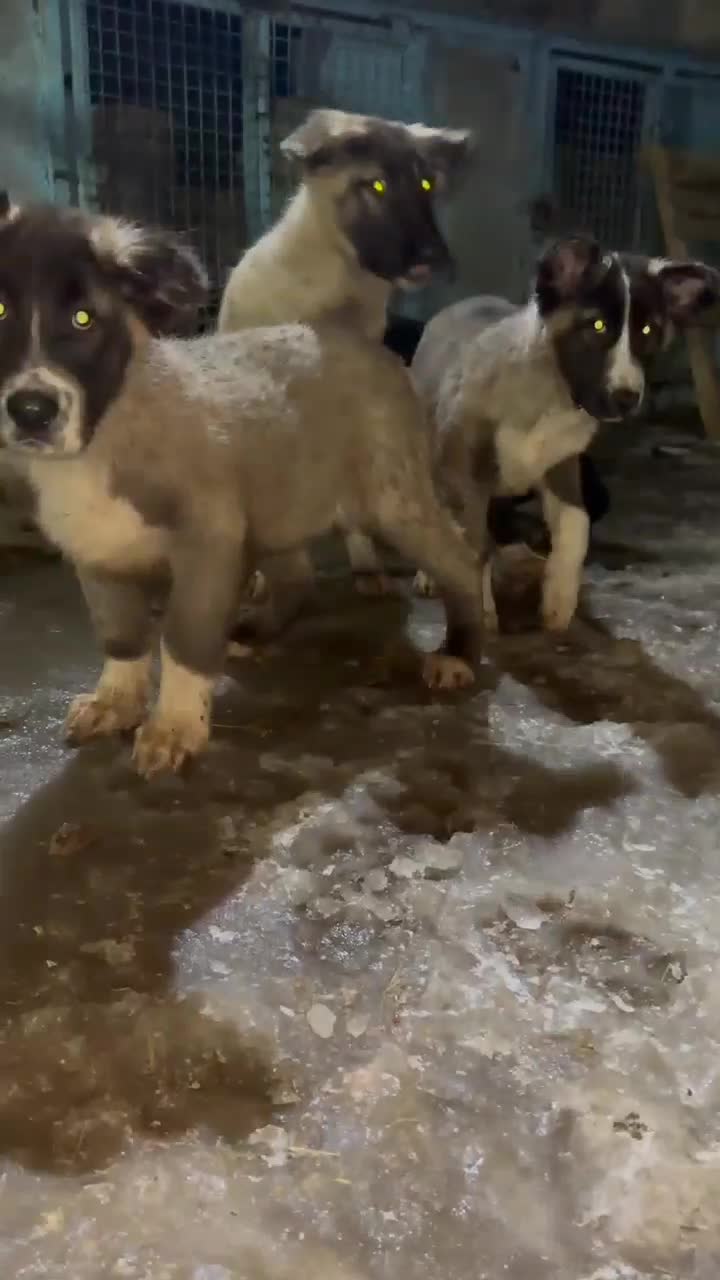 سرابی|سگ|اصفهان, باغ زیار|دیوار