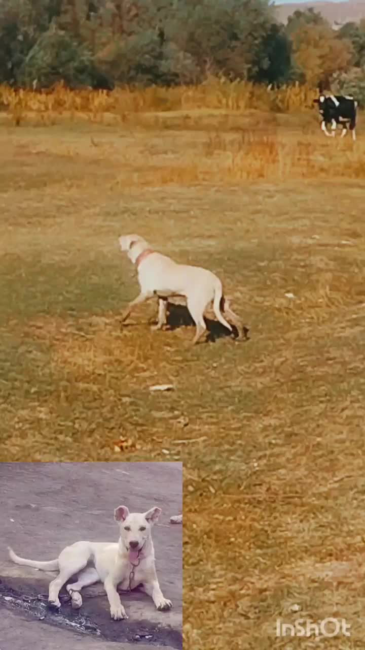 ماده سرابی|سگ|خوی, |دیوار