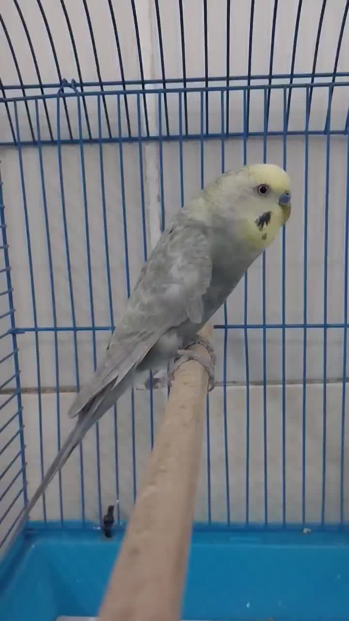 مرغ عشق یلو فیس رینبو و دبل فکتور|پرنده|قم, زند آباد|دیوار