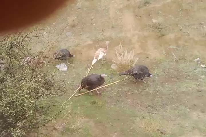 طبیعی طبیعی|حیوانات مزرعه|پارس‌آباد, |دیوار