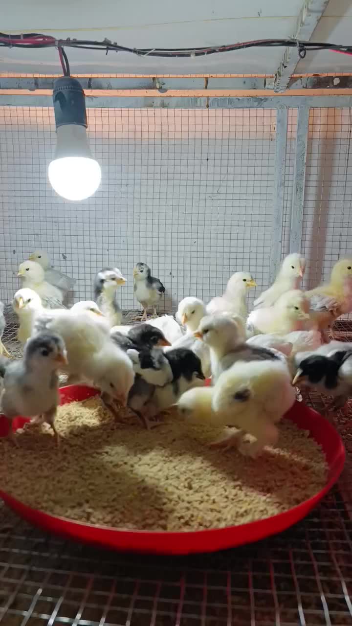 جوجه گلین طوسی|حیوانات مزرعه|اصفهان, دانشگاه اصفهان|دیوار