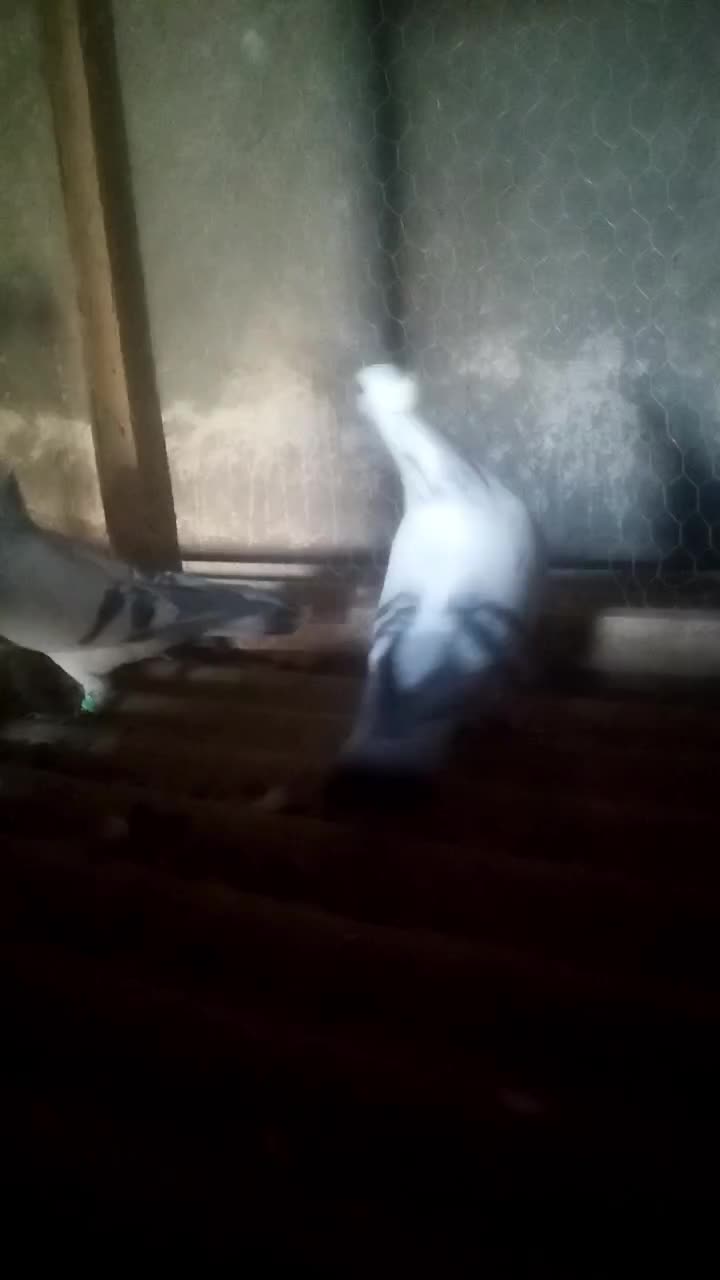 نروماده سبز خطی کاکلی|پرنده|تربتحیدریه, حاجی یار|دیوار