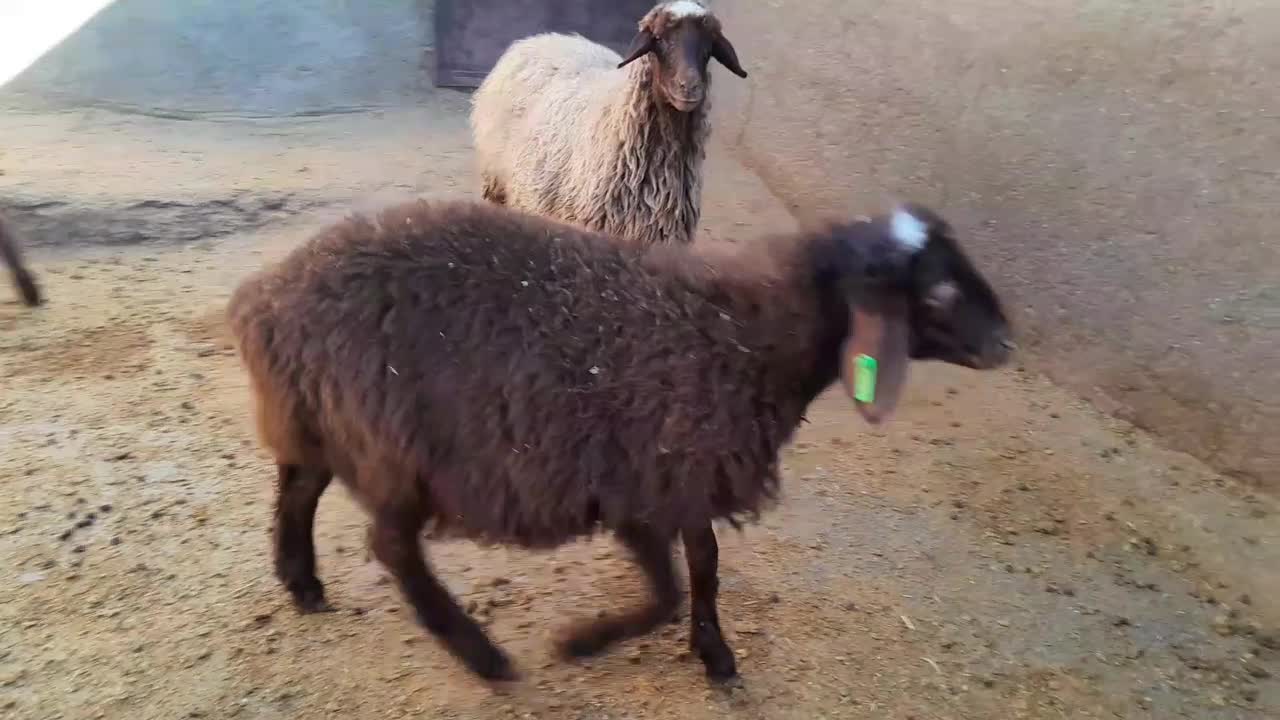 شیشک هترو با دوتا بره|حیوانات مزرعه|هرسین, |دیوار