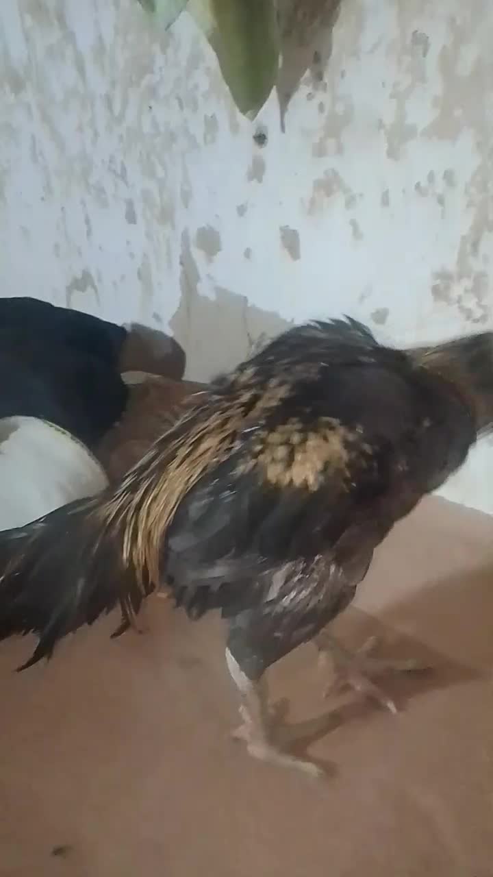 فروشی فوری نصل بالا اصیل|حیوانات مزرعه|سراوان, |دیوار