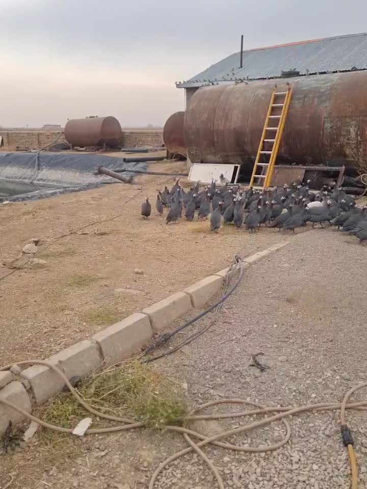 مرغ شاخ دار|حیوانات مزرعه|تاکستان, |دیوار