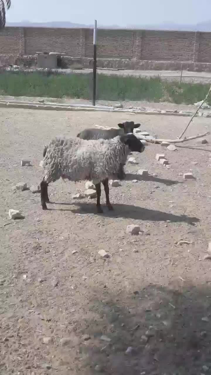 میش رومانوف|حیوانات مزرعه|فسا, |دیوار