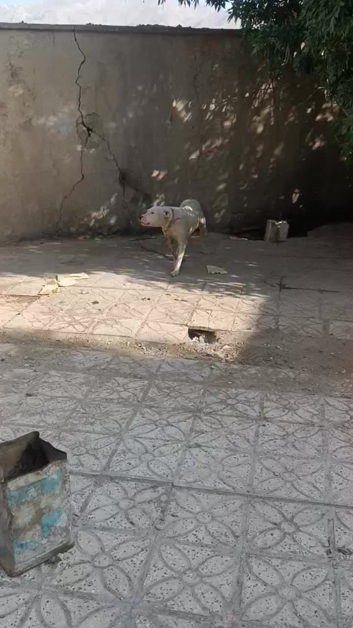 توله ماده داگو۶ماهه.|سگ|شهرکرد, |دیوار