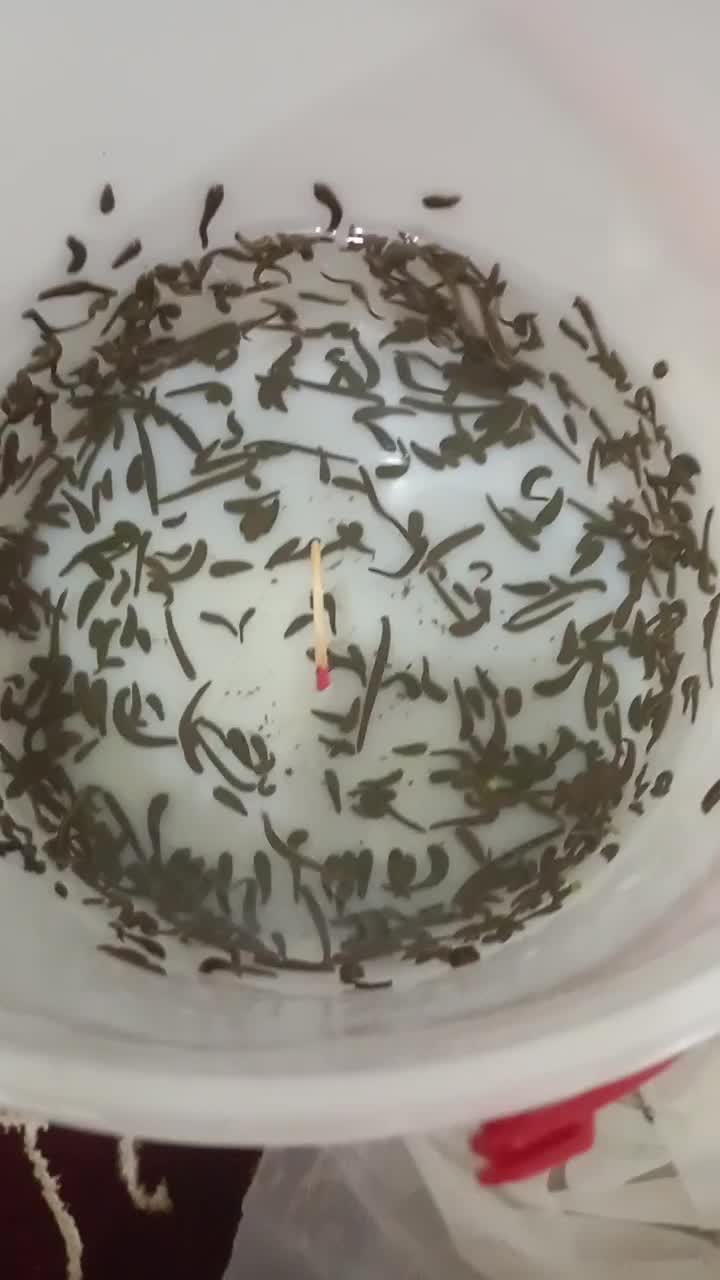 زالو صیدی کبریتی|آرایشی، بهداشتی، درمانی|بندر انزلی, چهارفریضه|دیوار