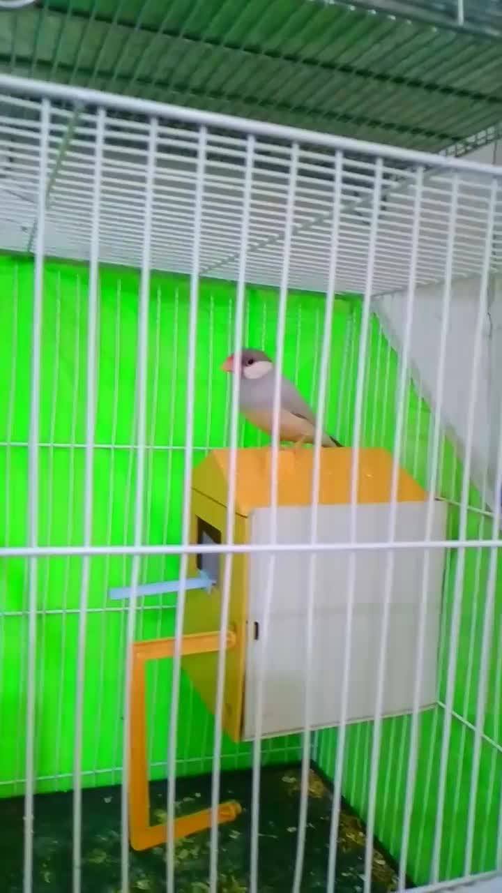 جفت نر ماده نرگس|پرنده|مشهد, کوی دروی|دیوار