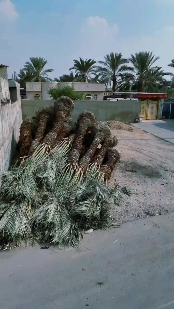 مازندران فونیکس نخل پالم|خدمات باغبانی و درختکاری|سلمانشهر, |دیوار