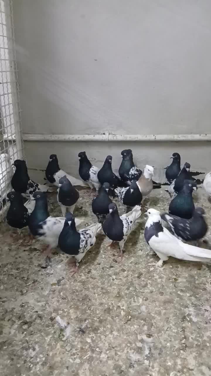 دسته رنگی|پرنده|مسجد سلیمان, |دیوار