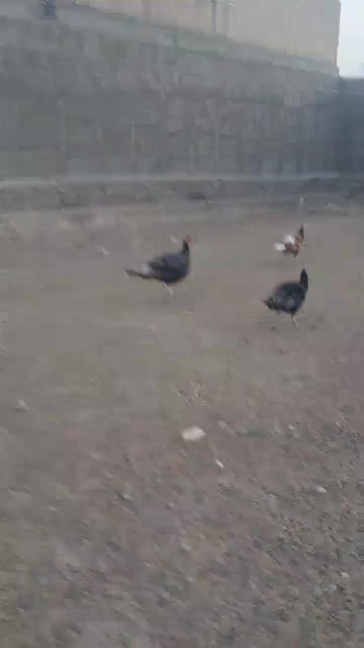 بوقلمون‌‌‌‌.کفتر‌.مرغ‌‌‌‌.جوجه‌بوقلمون‌|حیوانات مزرعه|قم, شهر قائم|دیوار