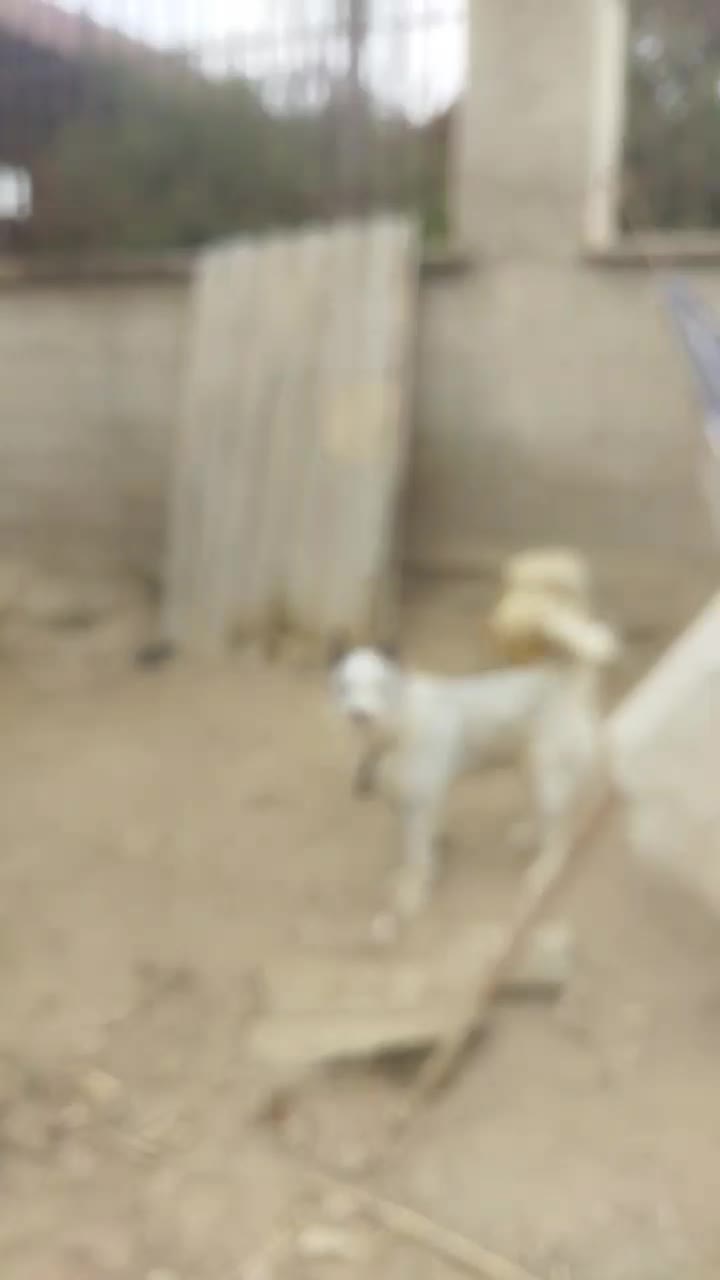 سگ  هاسگی|سگ|گنبد کاووس, |دیوار