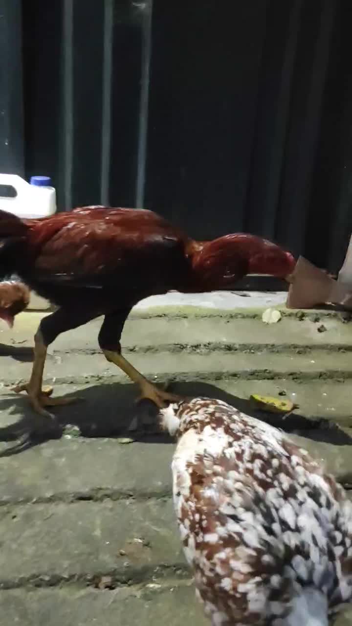 خروس لاری. سه عدد دومیلیون پانصد|حیوانات مزرعه|آستارا, |دیوار