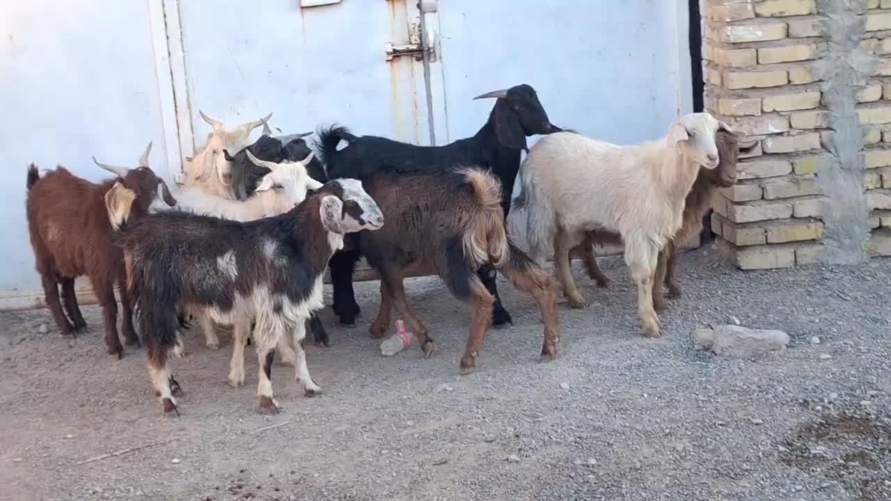 ۱۰ تا کره نر بخته|حیوانات مزرعه|رفسنجان, |دیوار