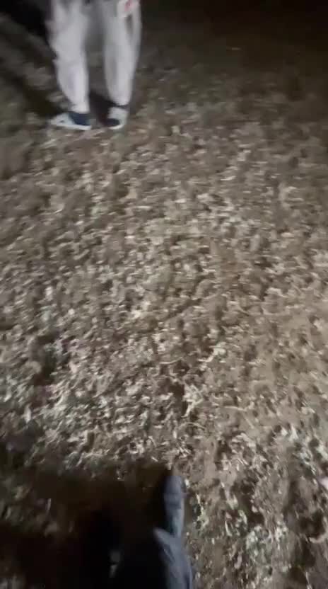 کودمرغ|خدمات باغبانی و درختکاری|گرگان, |دیوار