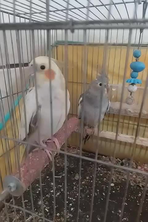 عروسهلندی نر و ماده|پرنده|میناب, |دیوار