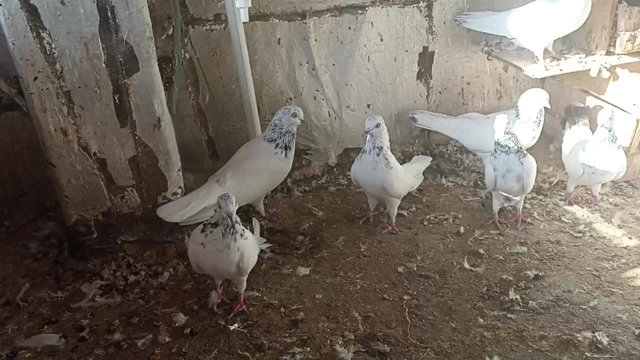 چند عدد کبوتر|پرنده|چمران, |دیوار