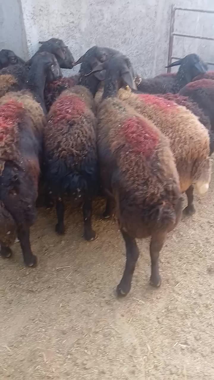 گوسفند شیشک میش قزل افشار ابستن سنگین|حیوانات مزرعه|بشاریات, |دیوار