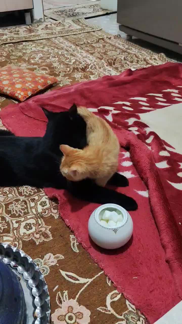 بچه گربه 2تا|گربه|بیرجند, |دیوار