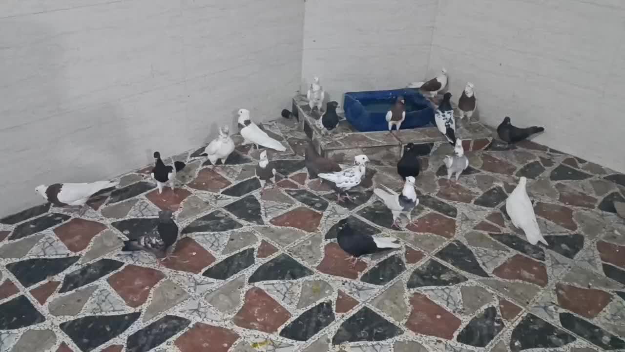 کبوتر|پرنده|بندر ماهشهر, |دیوار