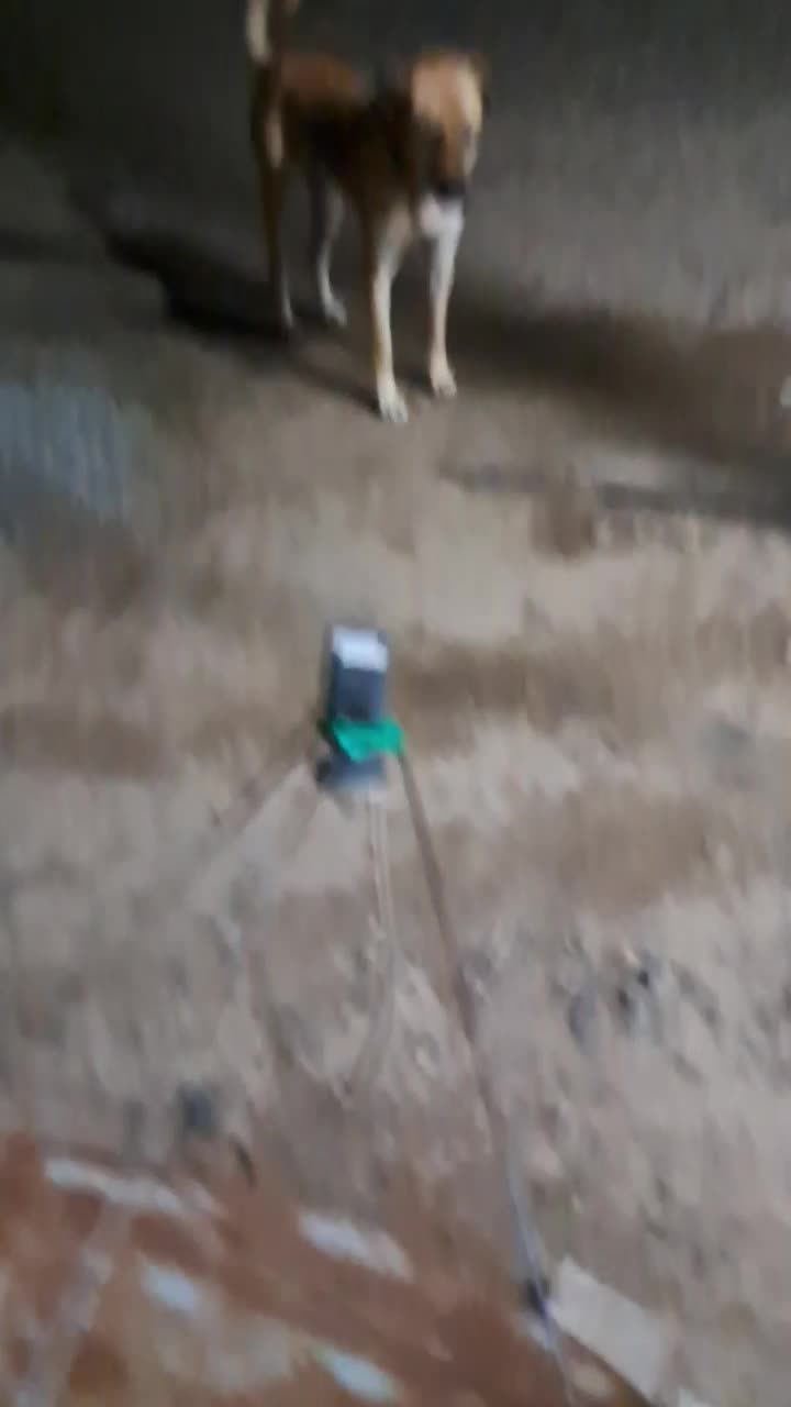 سرابی ۱۴ ماه گله ایی فی ۸|سگ|ماکو, |دیوار