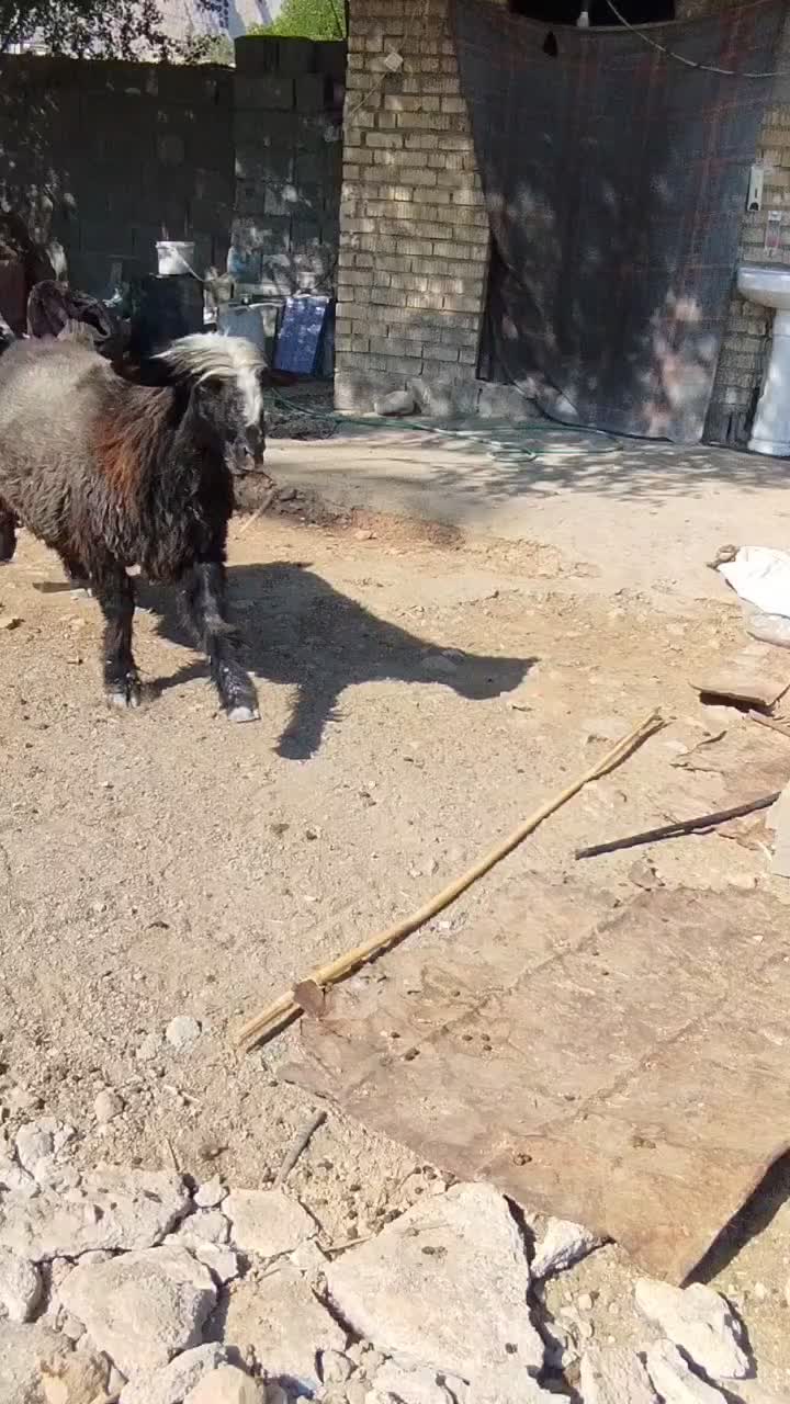 قوچ بختیاری دو رگه|حیوانات مزرعه|رستم, |دیوار