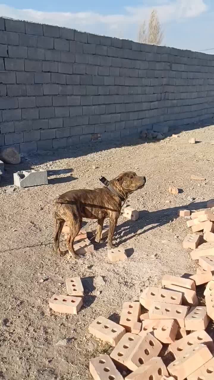 پیتبول اصل|سگ|مشگین شهر, |دیوار