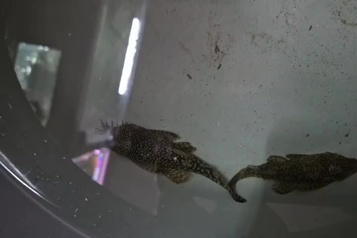 کت پوزه|ماهی|فلاورجان, |دیوار