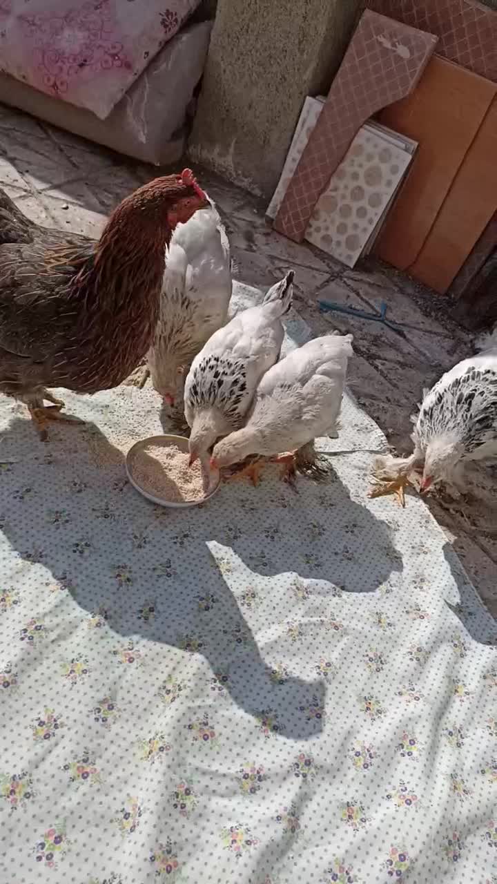 مرغ تخمگذار|حیوانات مزرعه|مشهد, شهید هاشمی نژاد|دیوار