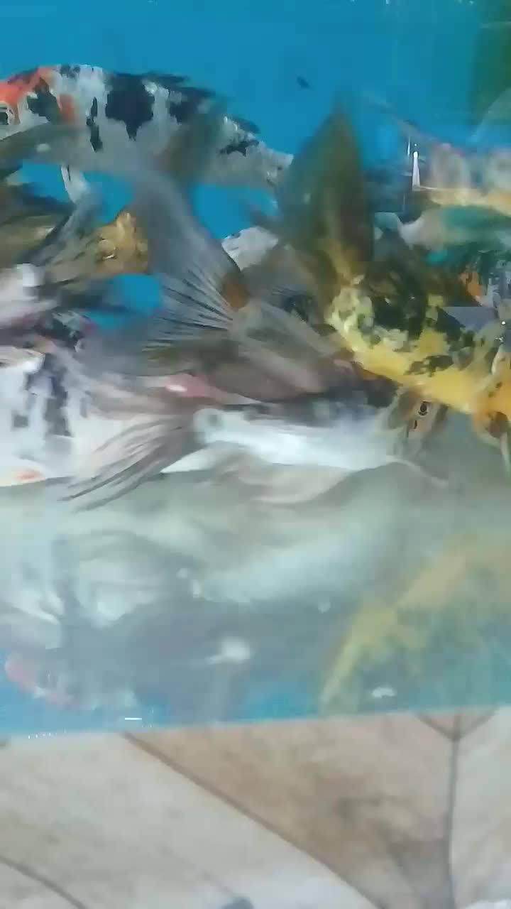 ماهی کوی|ماهی|اصفهان, شاهد|دیوار