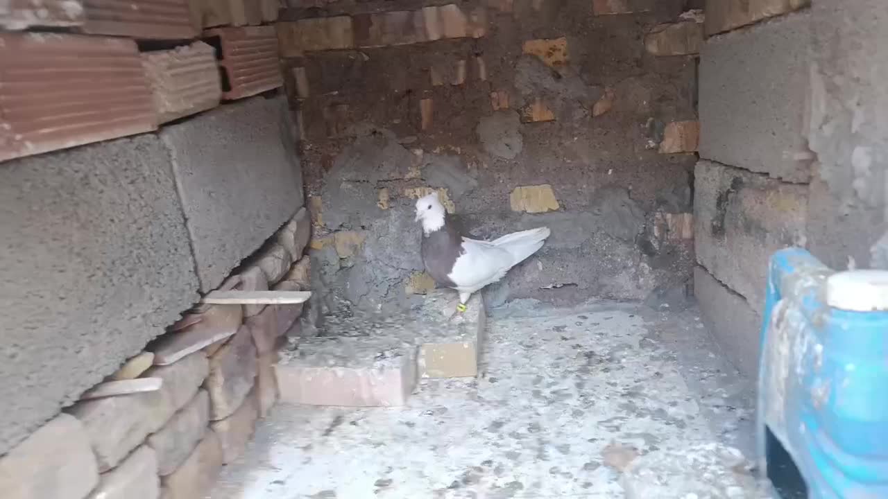 جفت طوقی|پرنده|رفسنجان, |دیوار