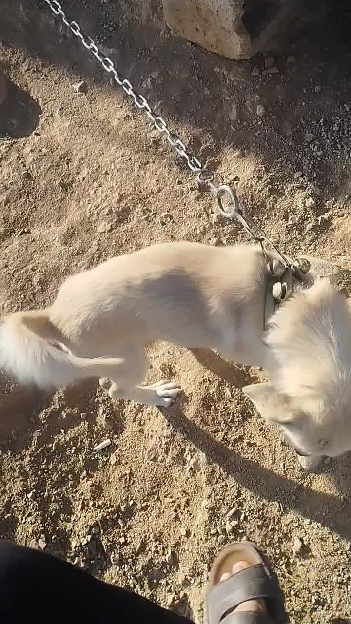 واگذاری سگ پاپی|سگ|باغ بهادران, |دیوار