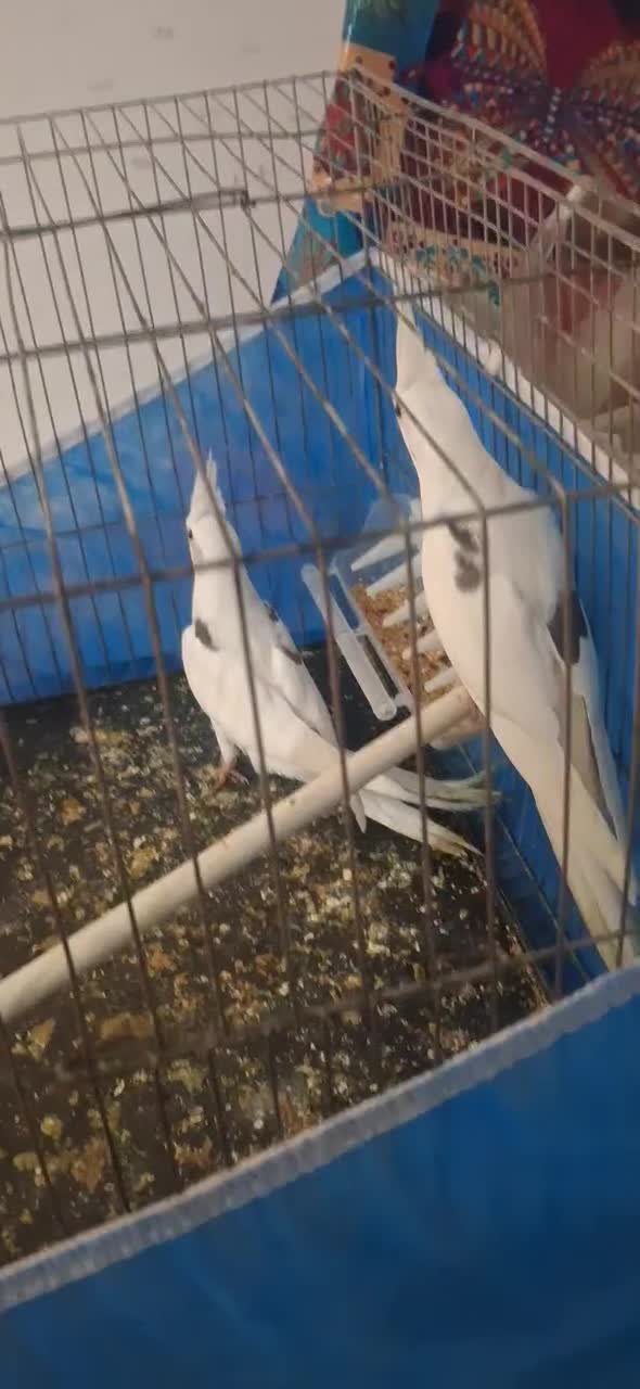 عروس هلندی آلبینو دوکت|پرنده|مرند, |دیوار