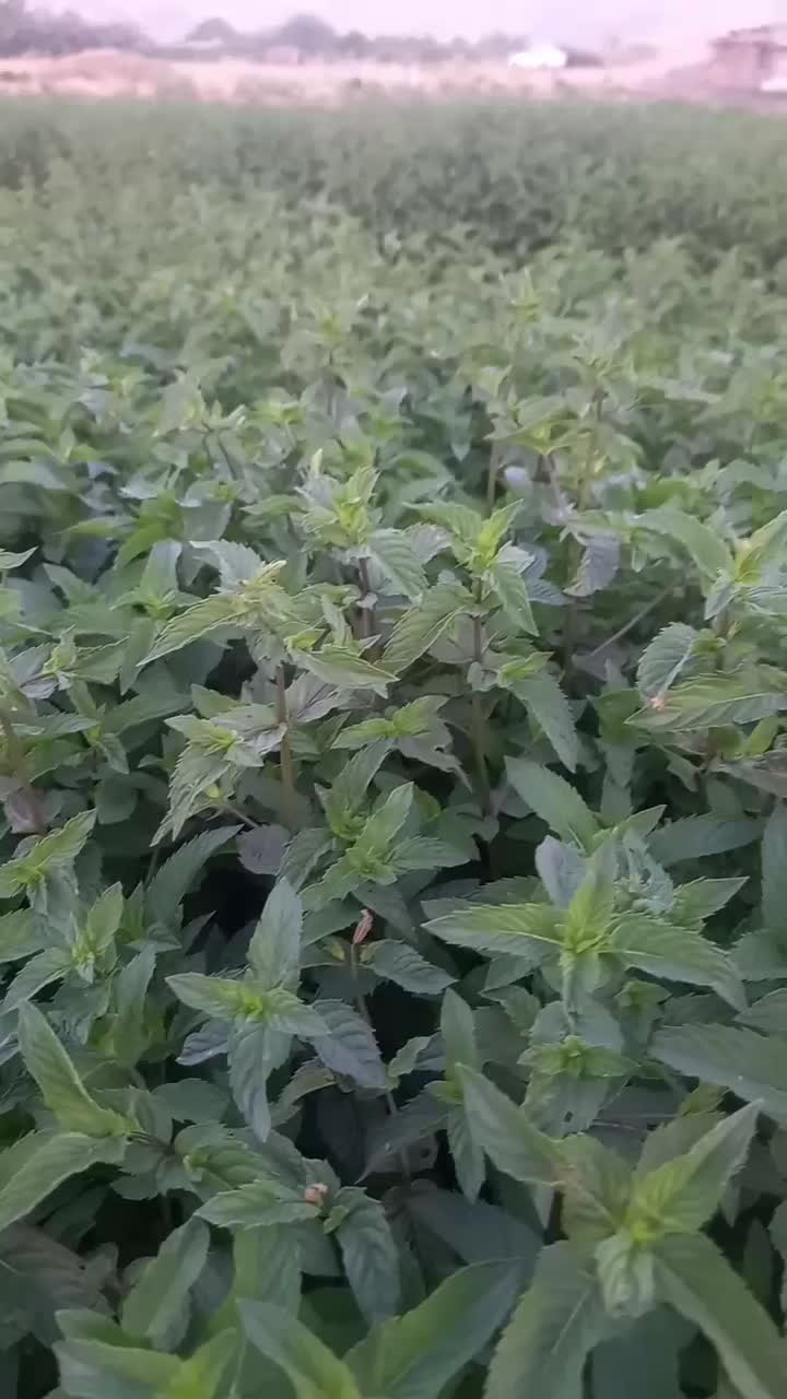 نعنا|خوردنی و آشامیدنی|سنندج, |دیوار