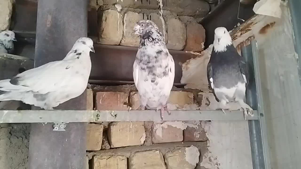 کبوتر پرشی یجایی|پرنده|شهریار, شهرک بهاران (ویره)|دیوار