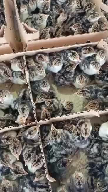 انواع جوجه یک روزه عمده کمترین قیمت|حیوانات مزرعه|کرمان, |دیوار