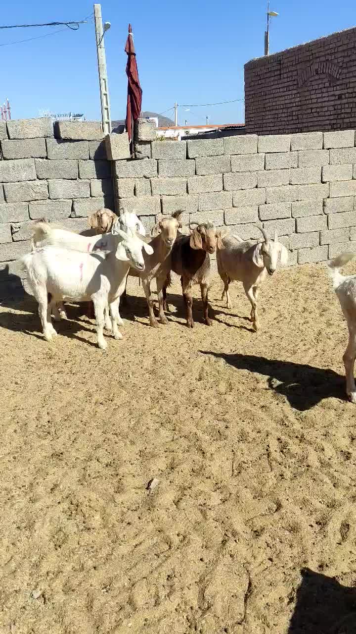 بزسانن|حیوانات مزرعه|درمیان, |دیوار