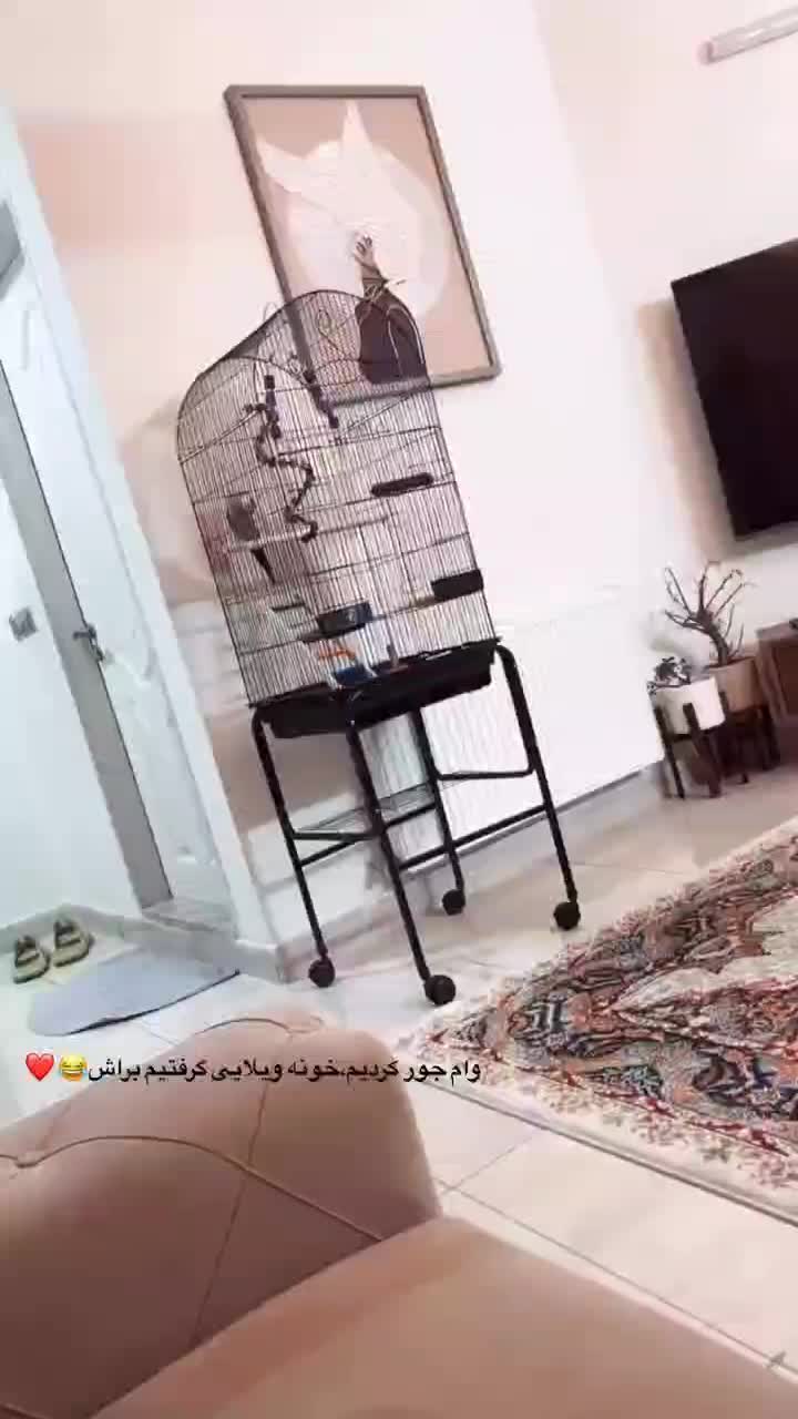 قفس عروس هلندی|لوازم جانبی حیوانات|تهران, شهران جنوبی|دیوار