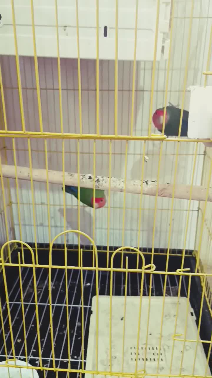 طوطی برزیلی عروس|پرنده|کلاردشت, |دیوار