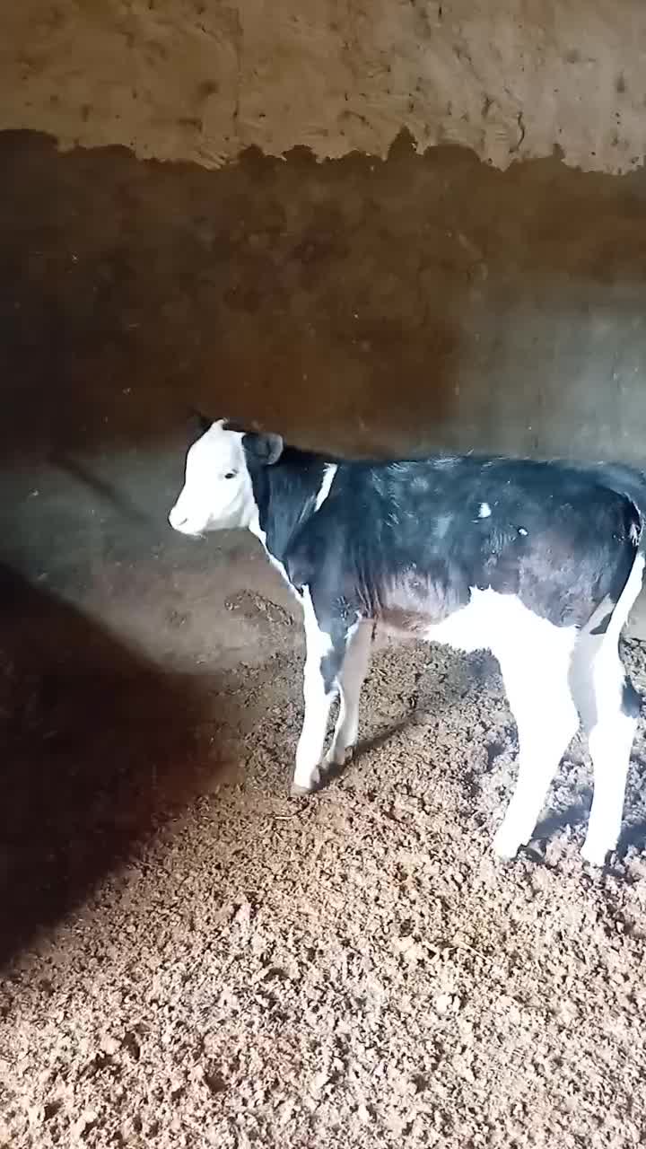 گوساله سیمینتال|حیوانات مزرعه|شراء, |دیوار