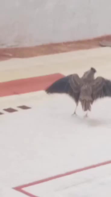 سهره خاکی|پرنده|خورموج, |دیوار