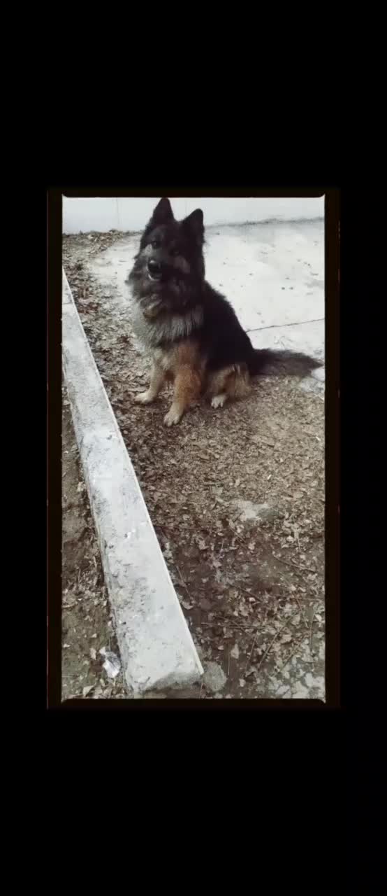 ژرمن|سگ|قره کهریز, |دیوار