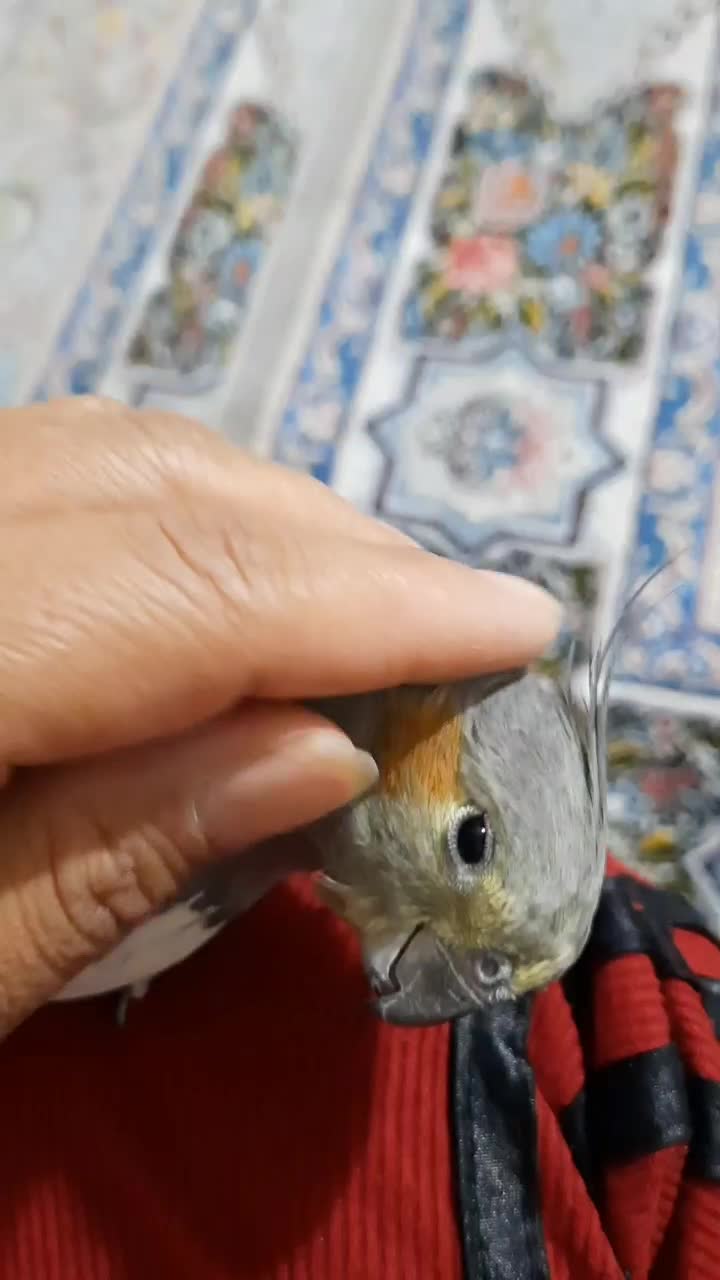 عروس ماده بالغ،۹ ماهه،دستی|پرنده|شاهین‌شهر, گرگاب|دیوار