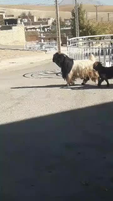 چپش دوبر جلو رو|حیوانات مزرعه|اردل, |دیوار