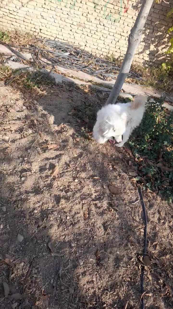 سگ ساموئید سامویید ماده اصیل|سگ|بجنورد, |دیوار